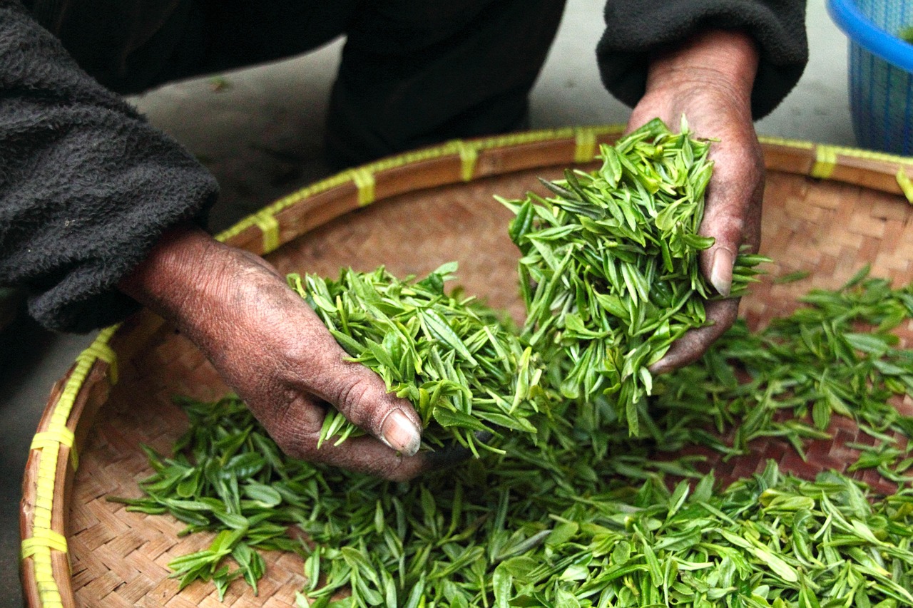 Green Tea: Manfaat dan Kandungannya